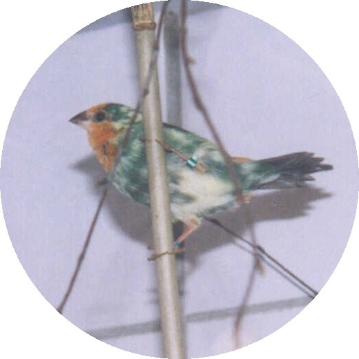 Hier eine seegr�ne gescheckte Henne