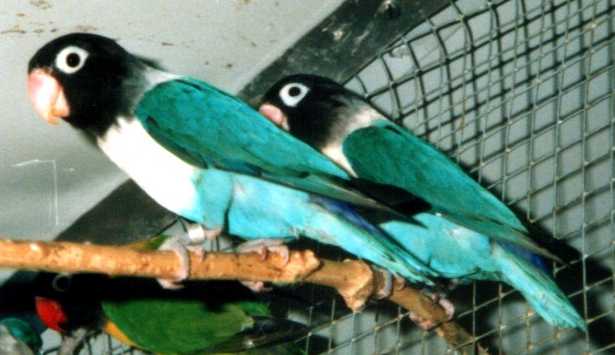 Agapornis personata in blau